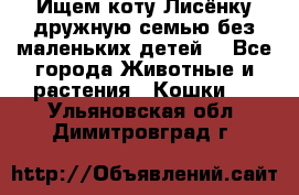 Ищем коту Лисёнку дружную семью без маленьких детей  - Все города Животные и растения » Кошки   . Ульяновская обл.,Димитровград г.